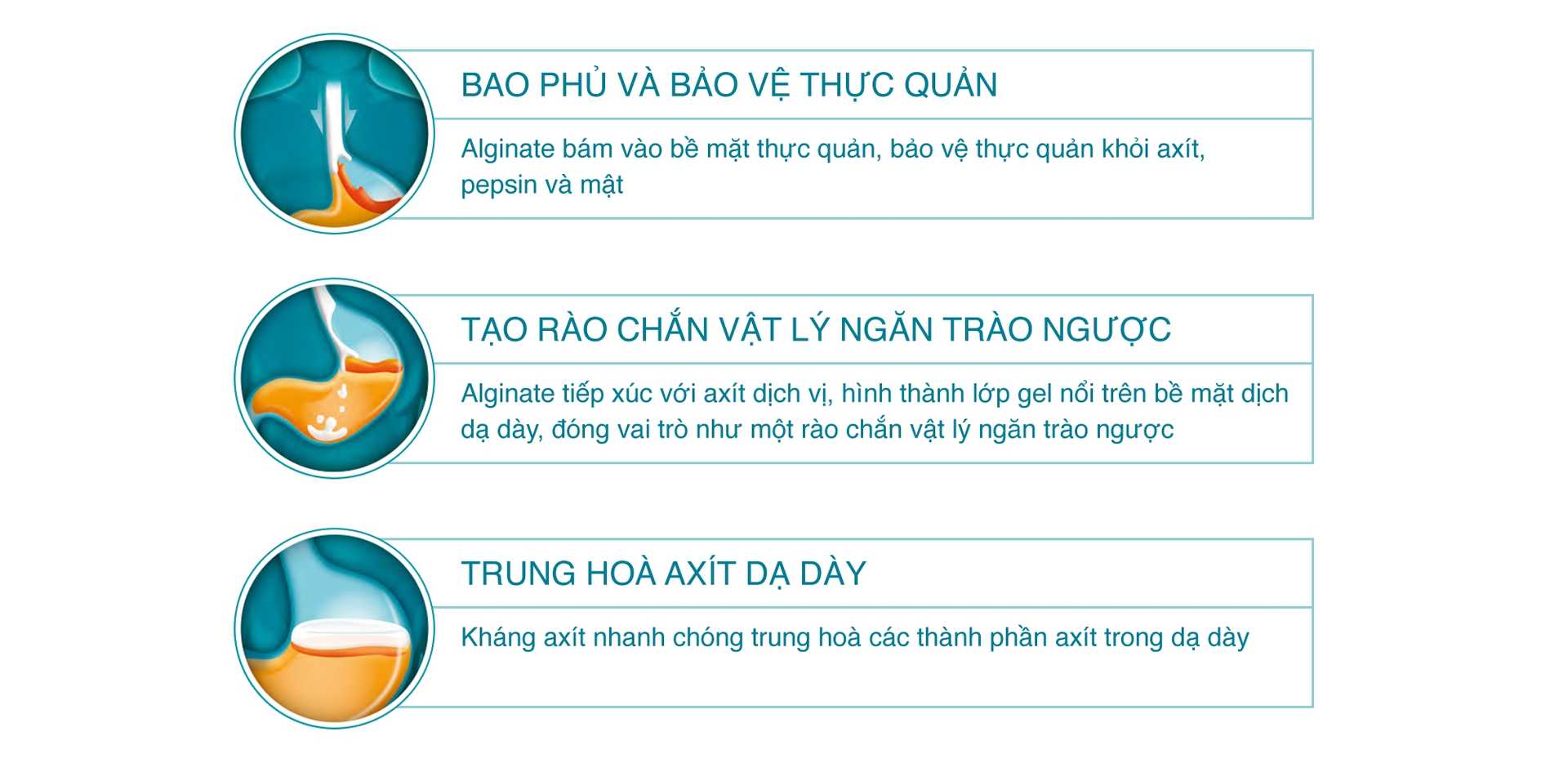 Quá trình phối hợp alginate và kháng axit trung hòa axit trong dạ dày